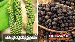 കുരുമുളക്