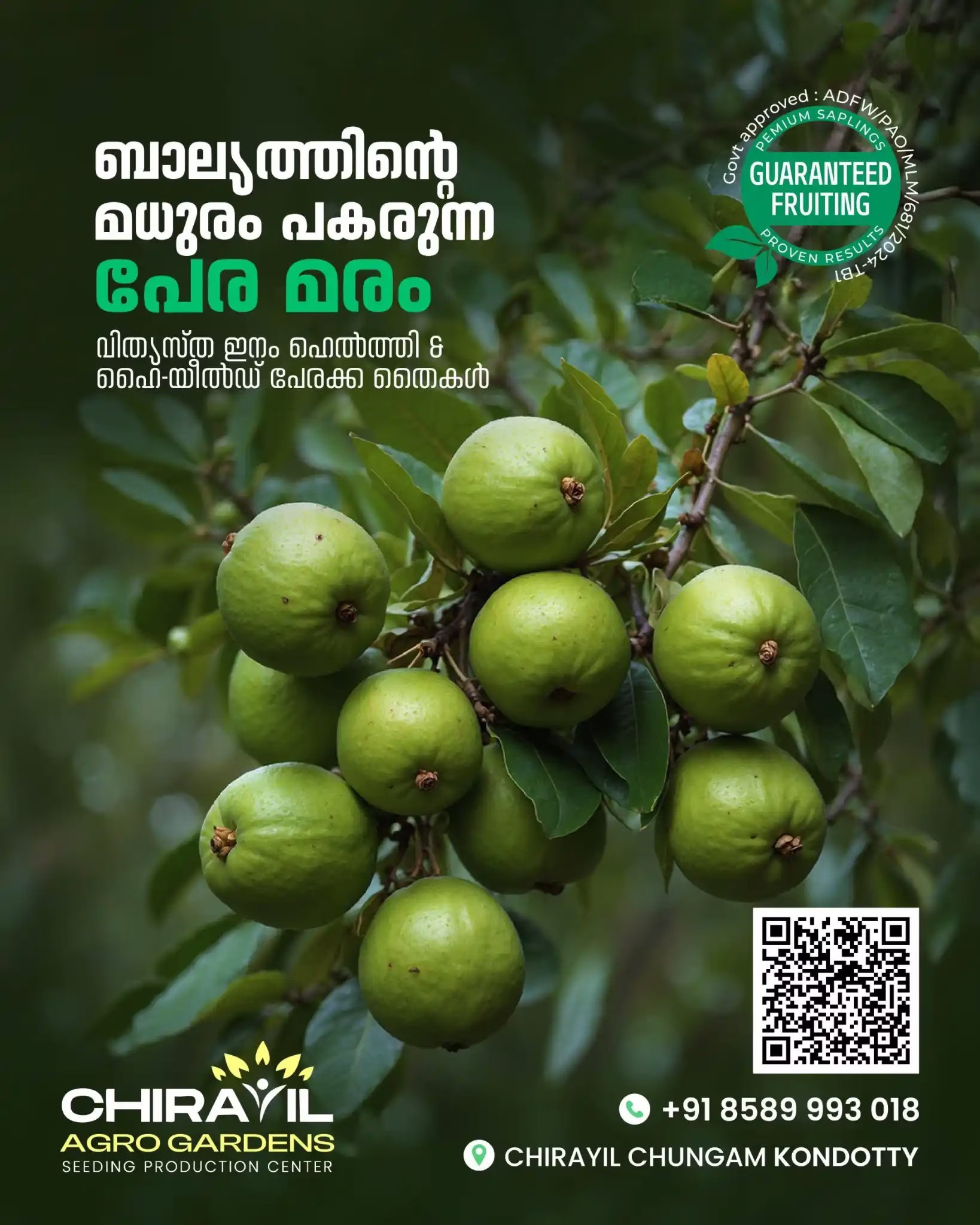Pera Maram (Guava): A High-Yield Fruit Tree for Every Home Garden