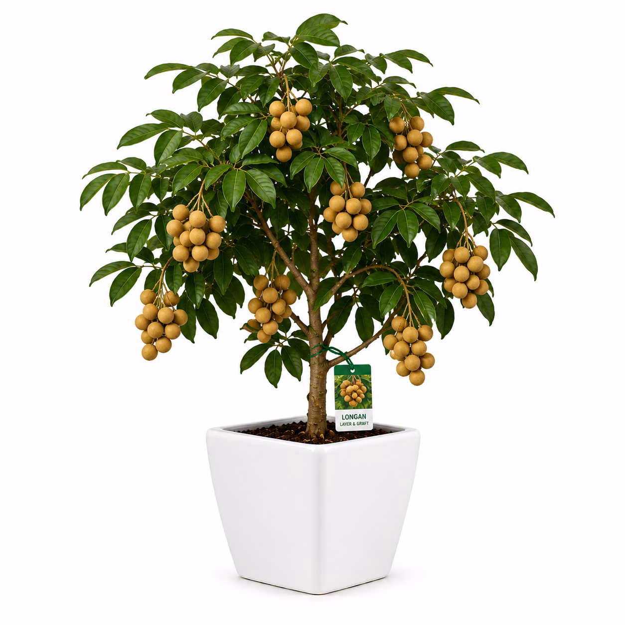 LONGAN [LAYER & GRAFT]