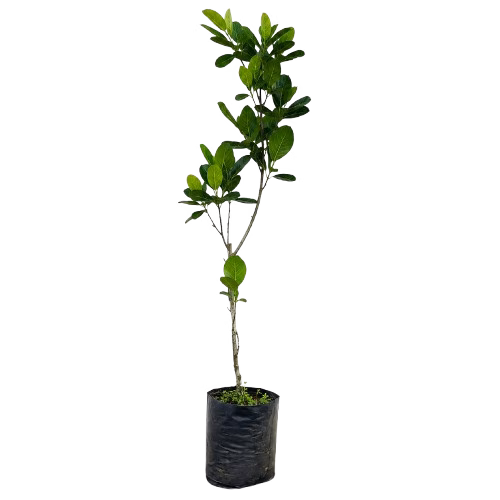 MUTTAN VARIKKA