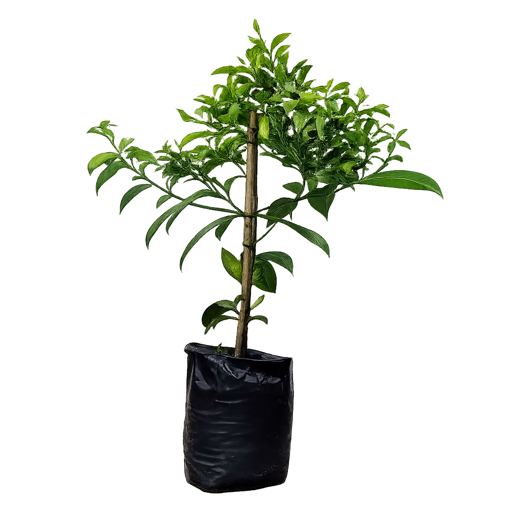 SWEET BUSH ORANGE