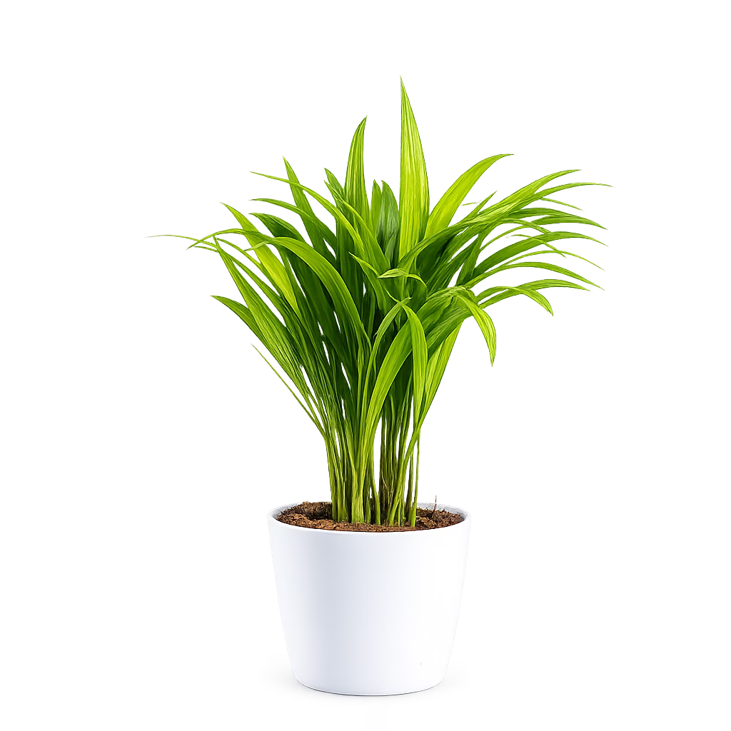 AREEKA PALM