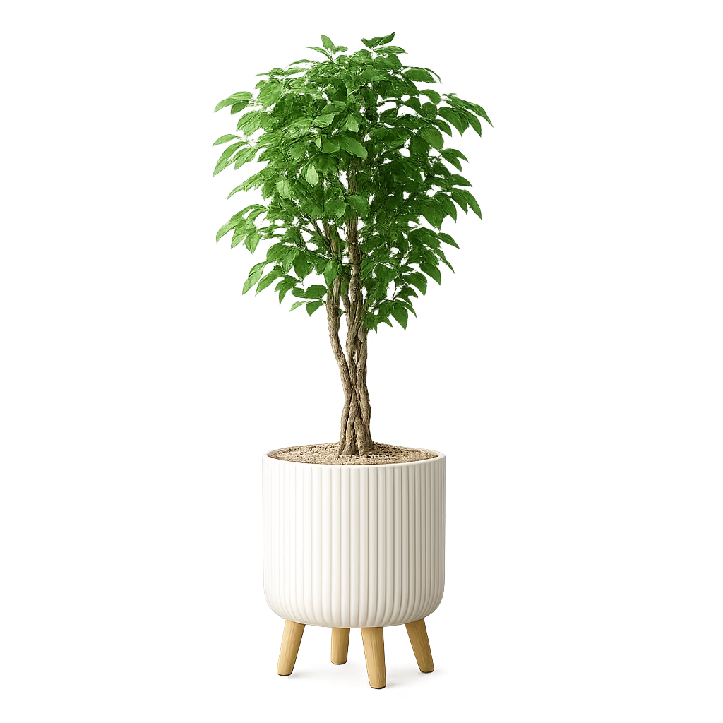 FICUS