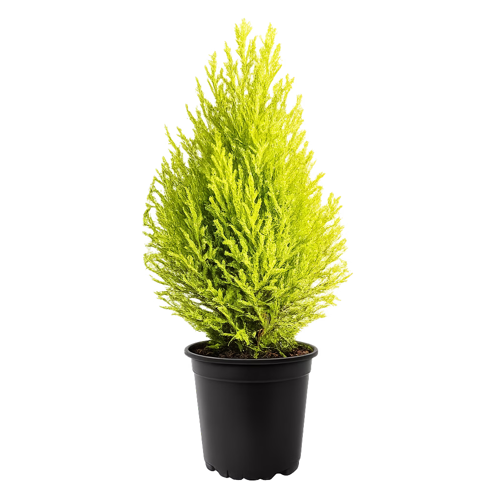 GOLDEN CYPRESS