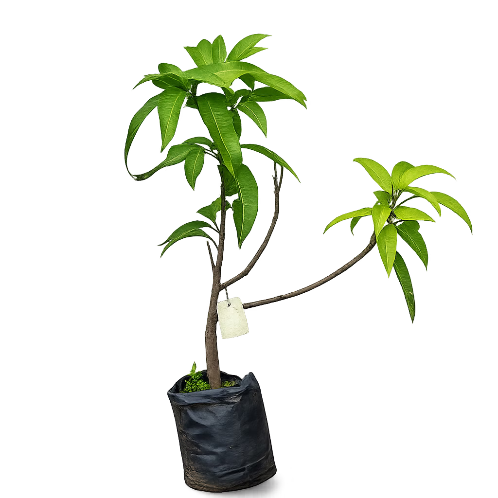 KOMAVU