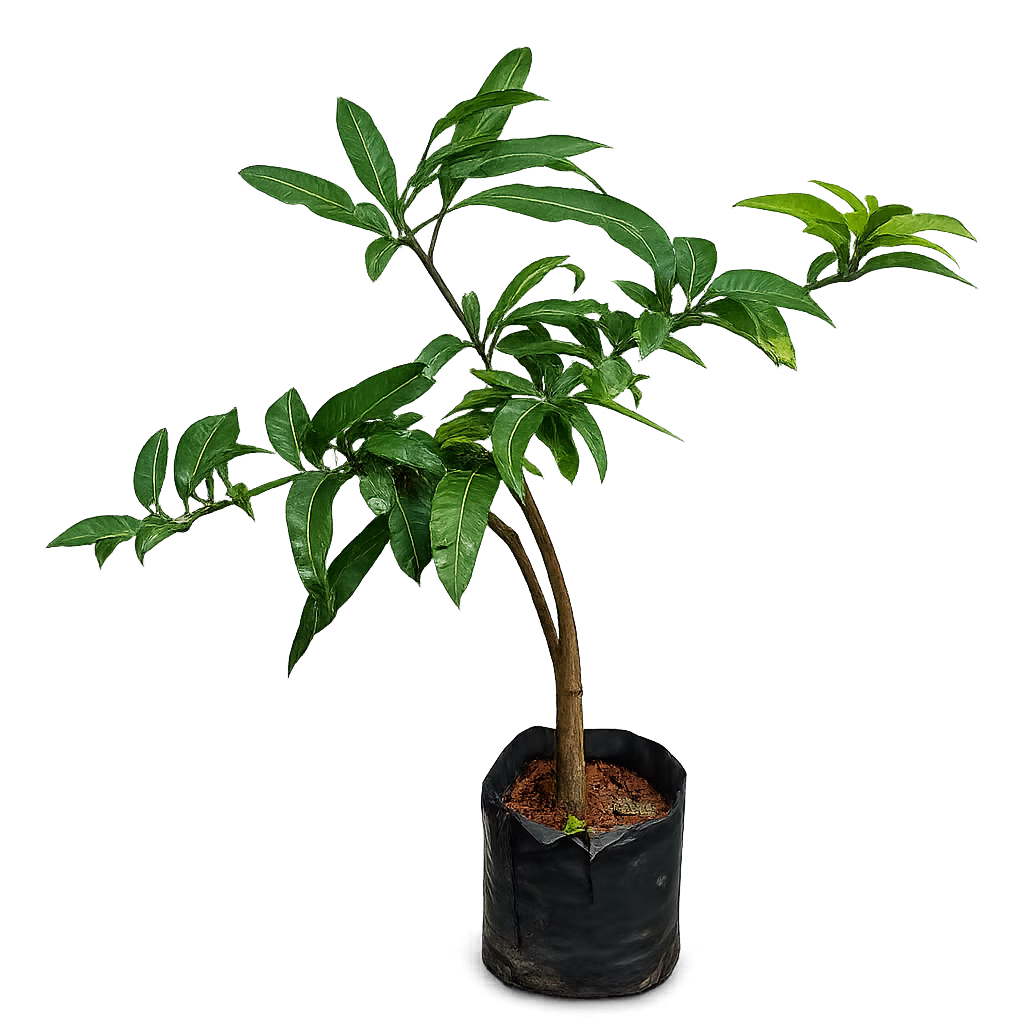 INDONASIAN ALPHONSO