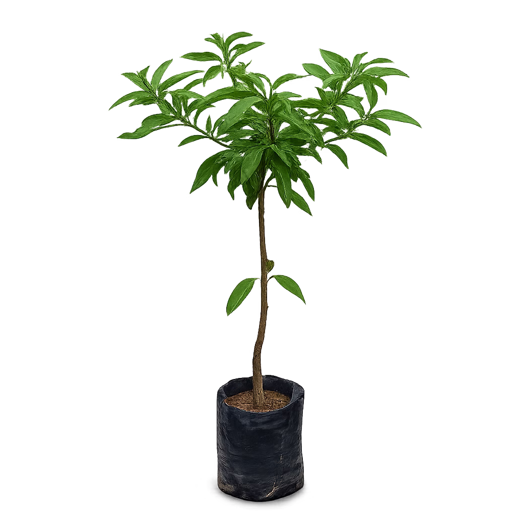 MUNDAPPA
