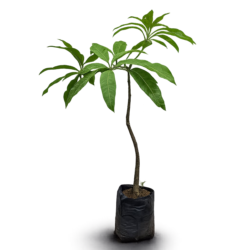 KATTIMOON