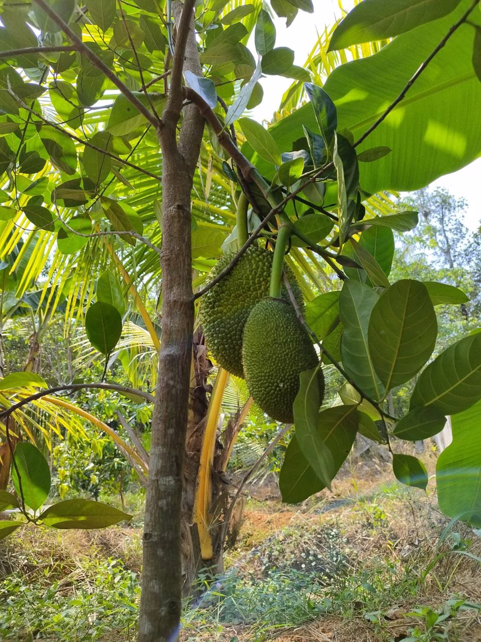 Chirayil Gardens