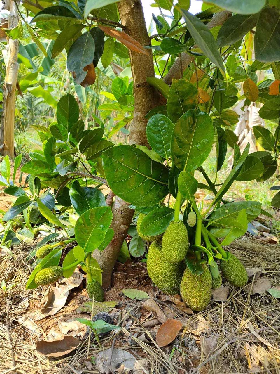 Chirayil Gardens