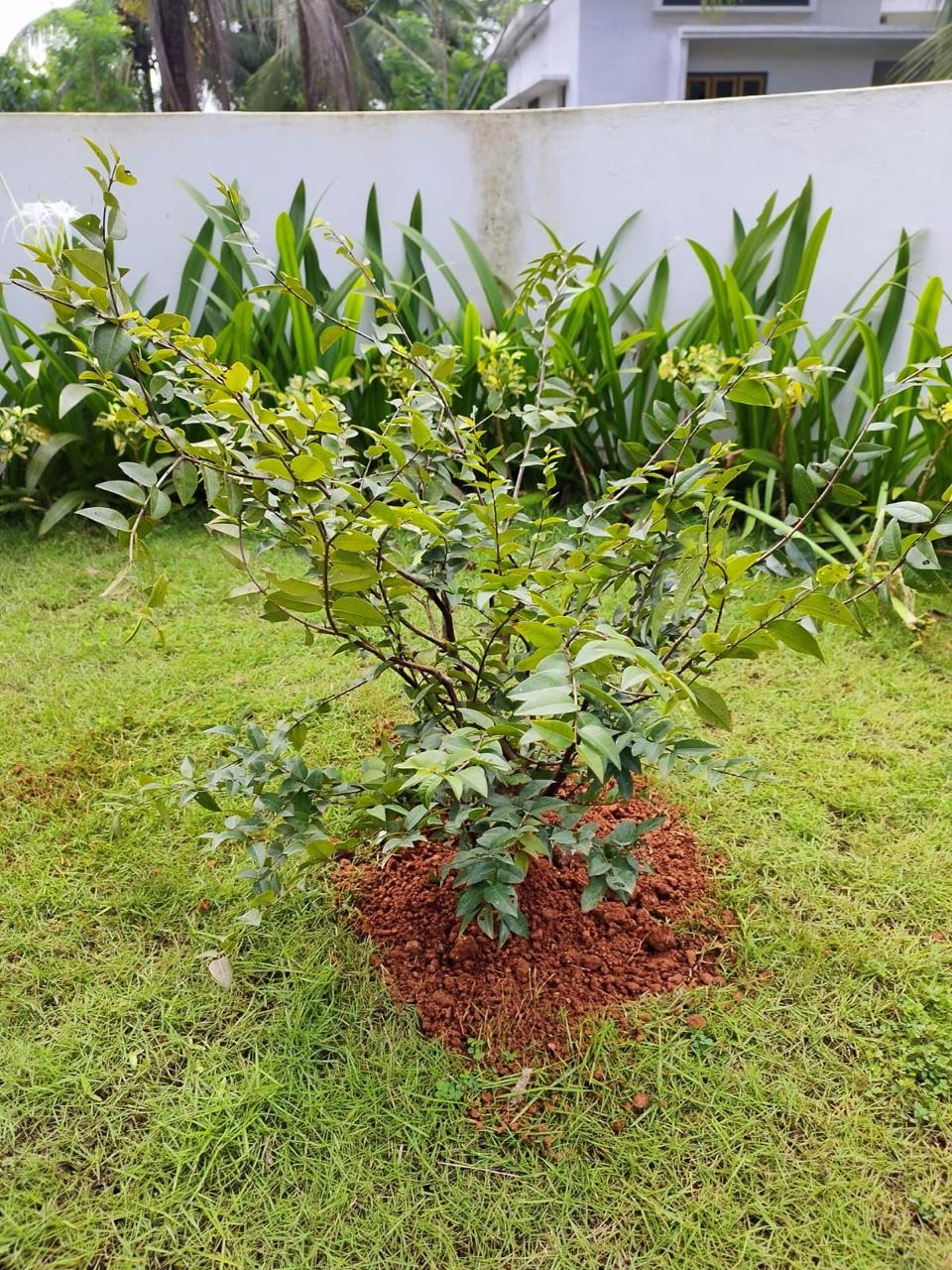 Chirayil Gardens