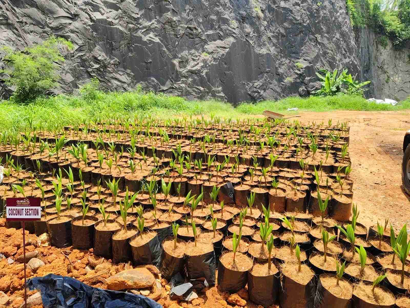 Healthy seedlings